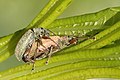 Phyllobius pyri mating couple