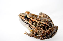 Lithobates palustris