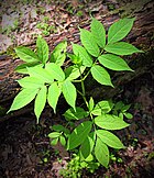 foliage