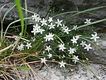 Moehringia villosa