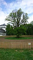 Zwei Pyramideneichen (Quercus robur fastigiata)[1]