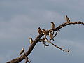 Red-billed Quelea (Quelea quelea) One breeding-plumaged male among flock, with one Grey-headed SparrowY