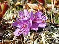 3433 Skjåk lapprose Rhododendron lapponicum