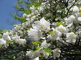 Rhododendron quinquefolium