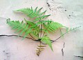 Fern growing on a wall