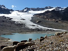 Schaftrieb am Hochjochferner (2018)