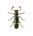 Tarsostenus univittatus (Tarsosteninae)