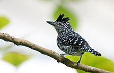 Male in Panama