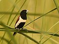 Tricoloured Munia - Lonchura malacca malacca at Haiderpur Wetland