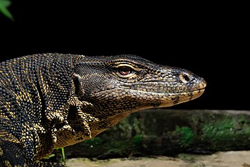 Potret kepala biawak air dari dekat