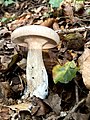 Clitocybe nebularis