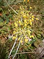 Allium flavum