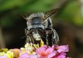 en:Anthophora