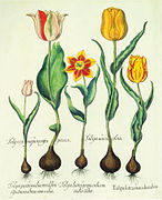 Tulpen, 1613