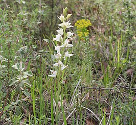 Cephalanthera epipactoides