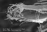 Scanning electron microscopy of white asbestos with needle-like shape fibre