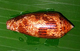 Conus australis