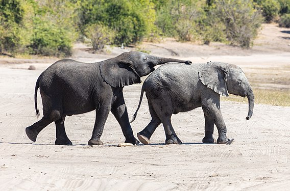 Baby African bush elephants (Loxodonta africana), Chobe National Park, Botswana.