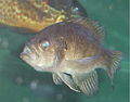 Banded sunfish