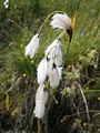 Eriophorum latifolium