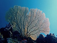 Een reuzenhoornkoraal (Annella mollis) in de zeeën rond Mayotte