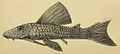 Hypostomus margaritifer