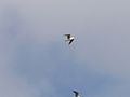 Graukopfmöwe Grey-headed Gull