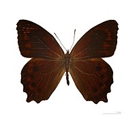 Museum specimen ♂ dorsal side