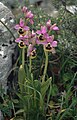 Ophrys tenthredinifera