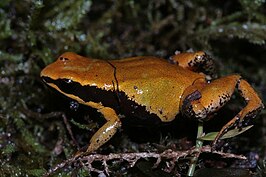 Mantella crocea