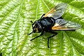 Mittagsfliege (Mesembrina meridiana)