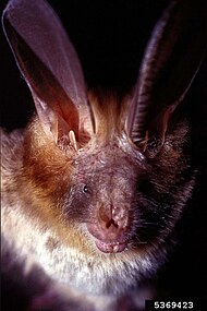 The closeup face of a slit-faced bat