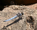 Orthetrum brunneum