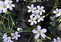 Oxalis triangularis