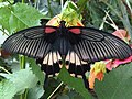 Papilio memnon