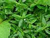 Diamond flower plants, showing green leaves and white flowers.