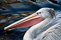 es:Pelecanus_rufescens