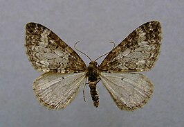 Perizoma obsoletata