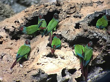 Pfrimer's Parakeet (Q1260660)