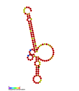 Listeria snRNA rli51: Predicted secondary structure taken from the Rfam database. Family RF01490.