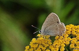 Satyrium abdominale