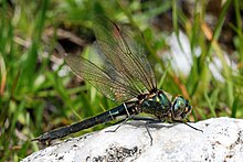 Foto einer Alpen-Smaragdlibelle