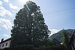 Sommer-Linde in Unterthörl