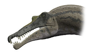 Spinosaurus'un kafatası rekonstrüksiyonu