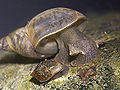 Great pond snail with an adult Physa sp. snail