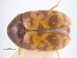 Trogoderma inclusum