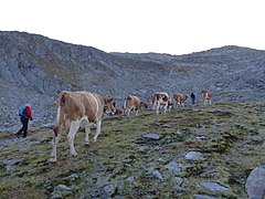 Viehtrieb vom Krimmler Achental durch das Windbachtal zum Krimmler Tauern