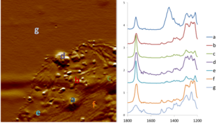 AFM-IR nanospectroscopy of a laser printer toner particle, showing spatially resolved chemical analysis. Toner particles are typically complex composites of various binders and transfer agents; these can be revealed by AFM-IR