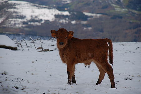 Cachena Calf in Ancares