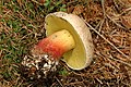 !Boletus calopus!